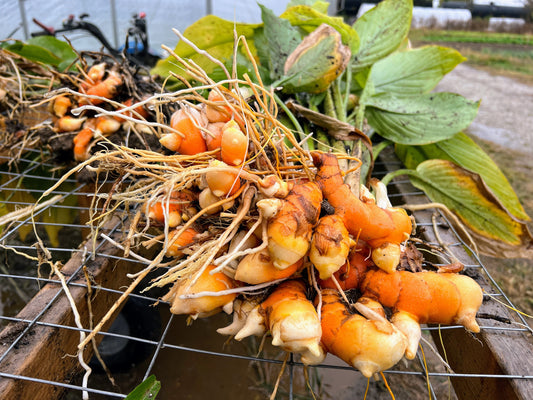 Turmeric Seed (Florida Red)