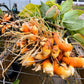 Turmeric Plants