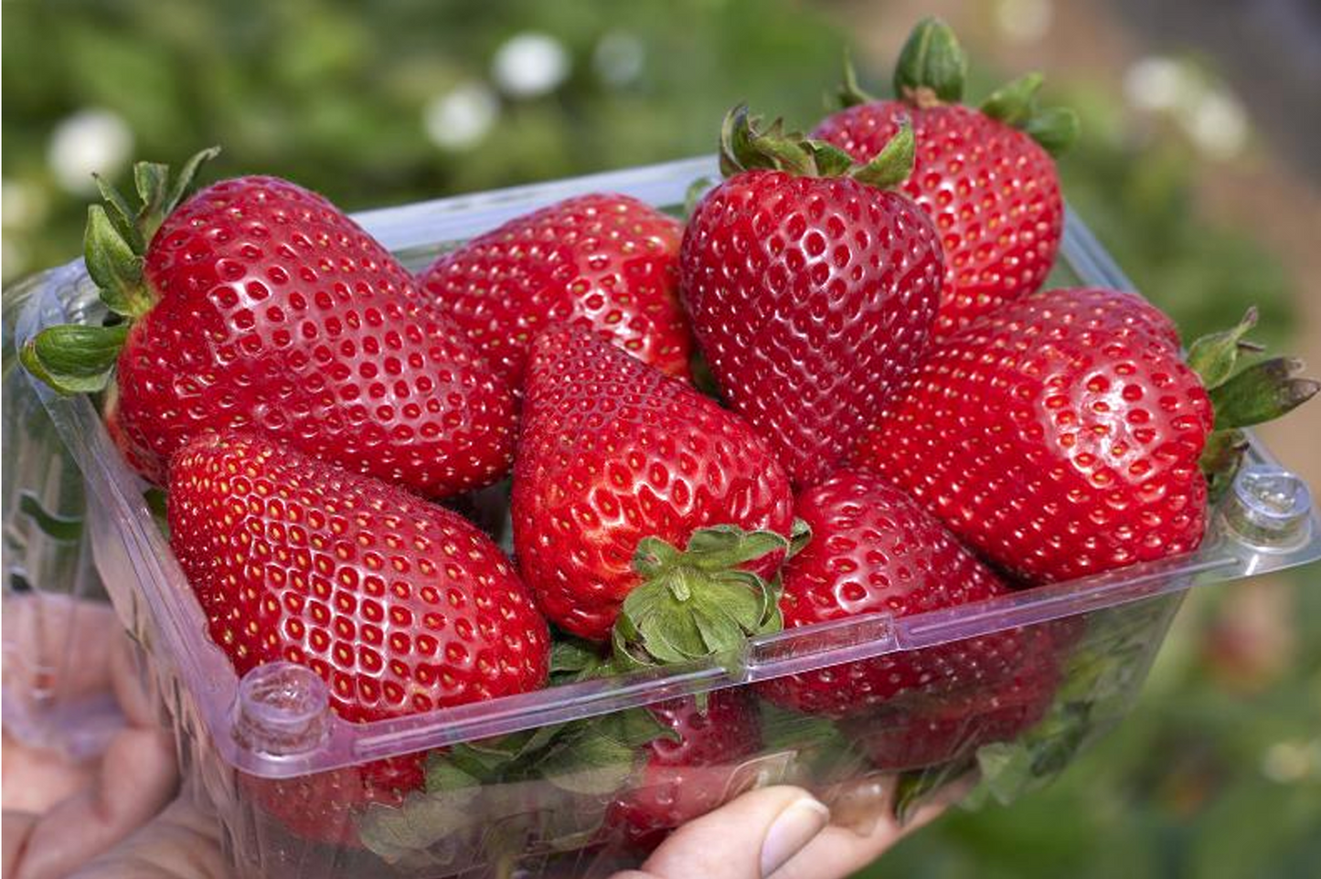 Monarch Strawberry Plugs