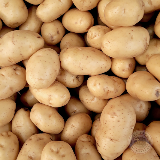 Upstate Abundance Potatoes