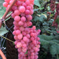 Vanessa Grape Vine