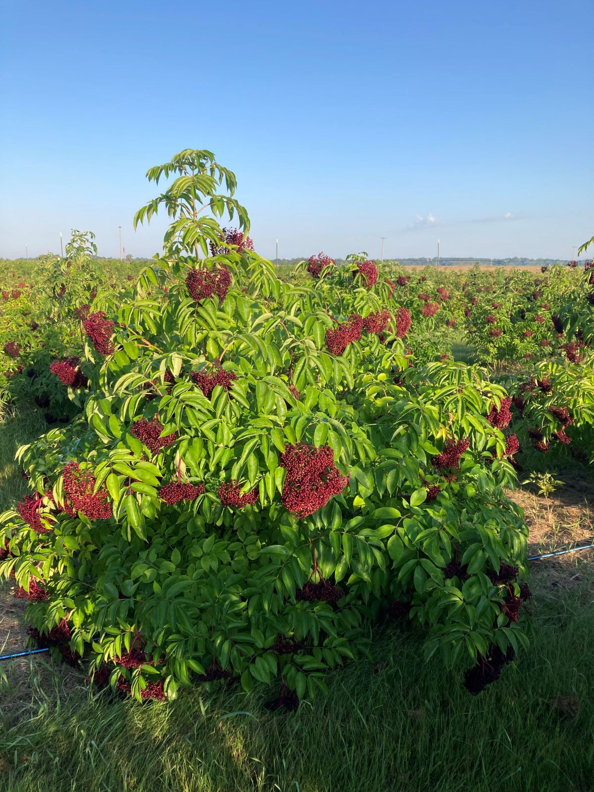 | PREORDER | Vintage Elderberry