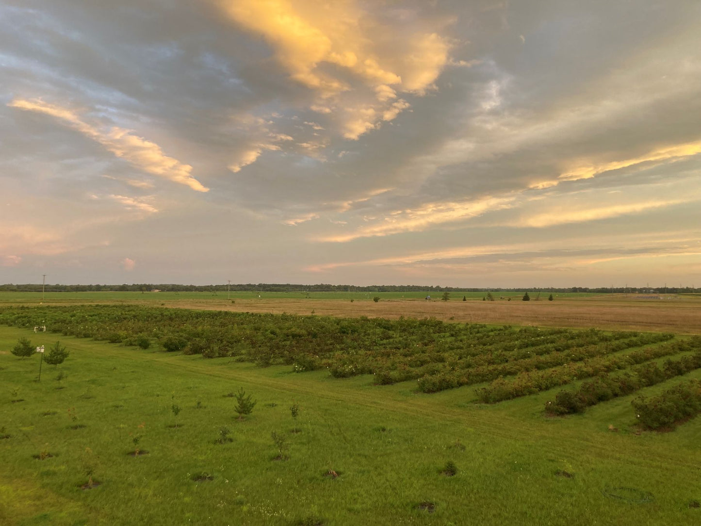 | PREORDER | Vintage Elderberry