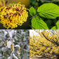 Common Witchhazel (Hamamelis virginiana)