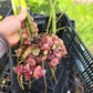 Red Yacon (Peruvian Ground Apple, Bolivian Sunroot)
