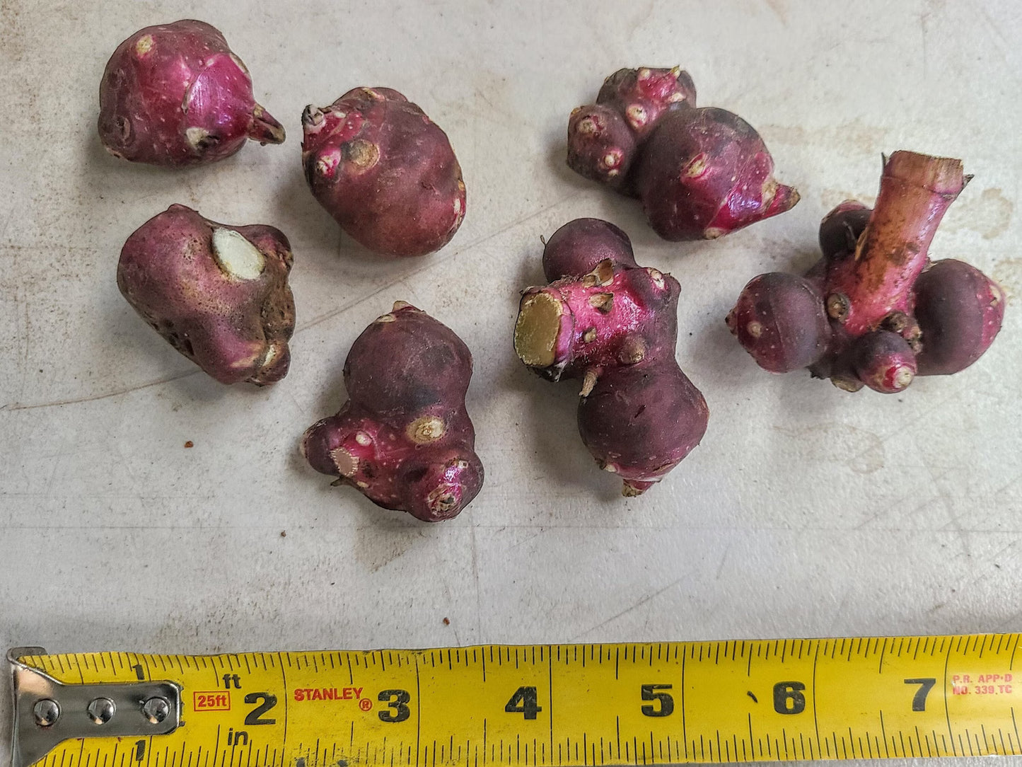 Red Yacon (Peruvian Ground Apple, Bolivian Sunroot)