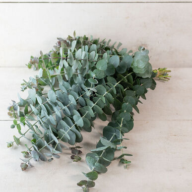 Eucalyptus Baby Blue Bunch