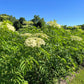 Johns Elderberry