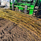 Willow For Streambanks and Biomass