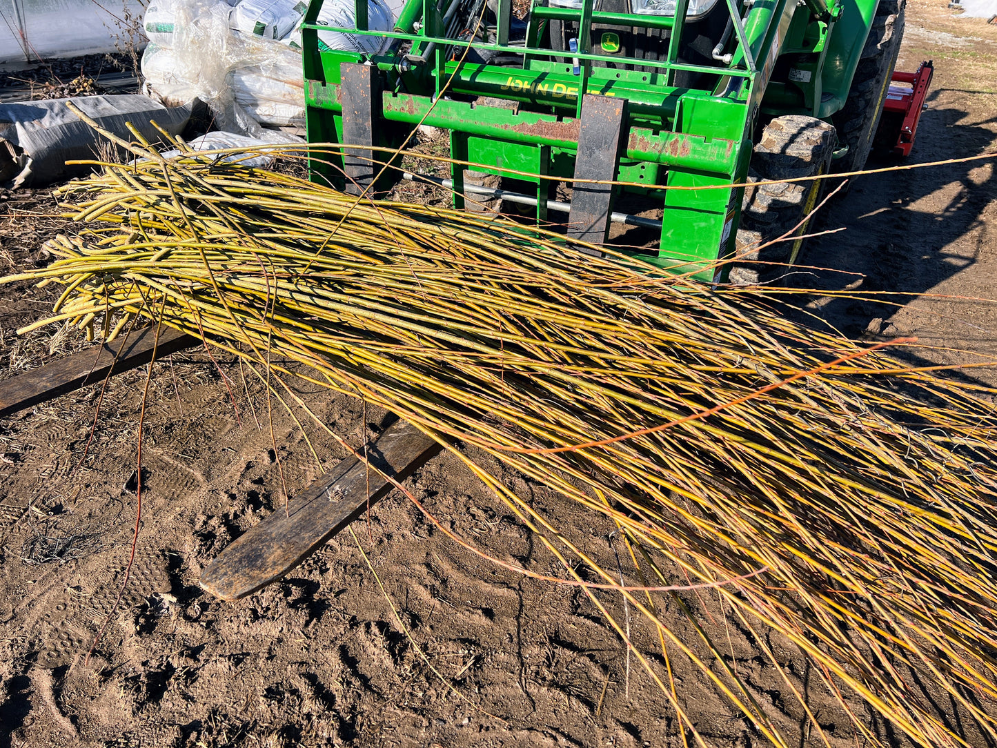 Willow For Streambanks and Biomass