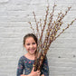 Caprea Willow