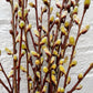 Caprea Willow