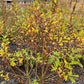 Caprea Willow