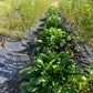 Comfrey
