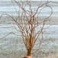 Curly Yellow Willow