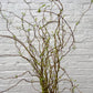 Curly Yellow Willow