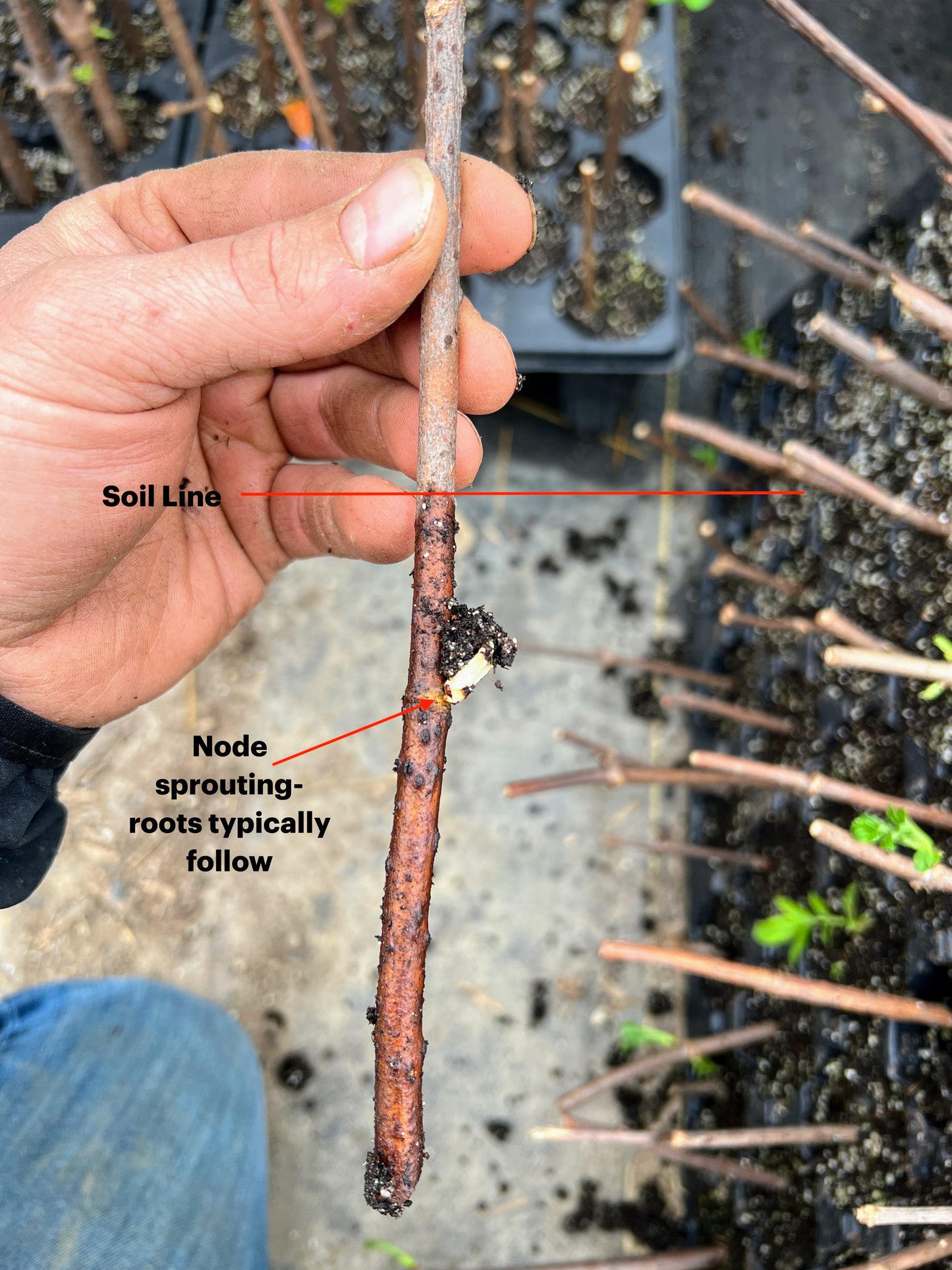 Cold Climate Elderberry Bundle