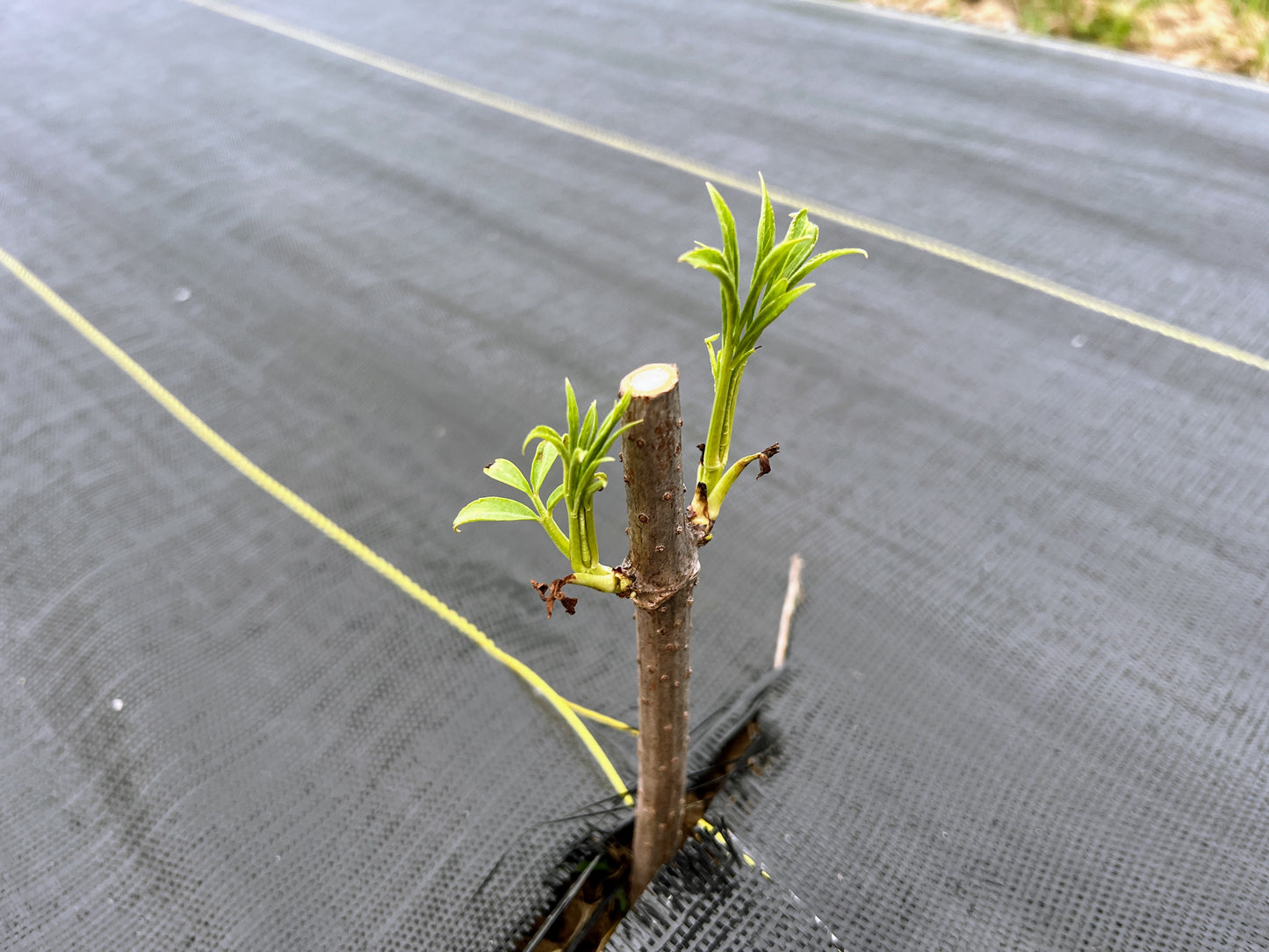 Cold Climate Elderberry Bundle