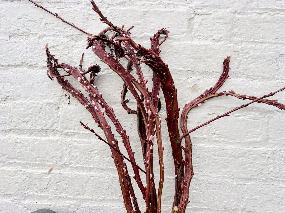 Fantail Willow – The Farm On Central