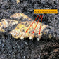 Ginger Plants ~ Free Shipping