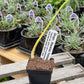 Ginger Plants ~ Free Shipping