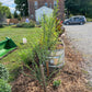 Ram's Horn Willow Salix babylonica 'Crispa'