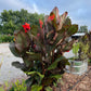 Purple Canna lily