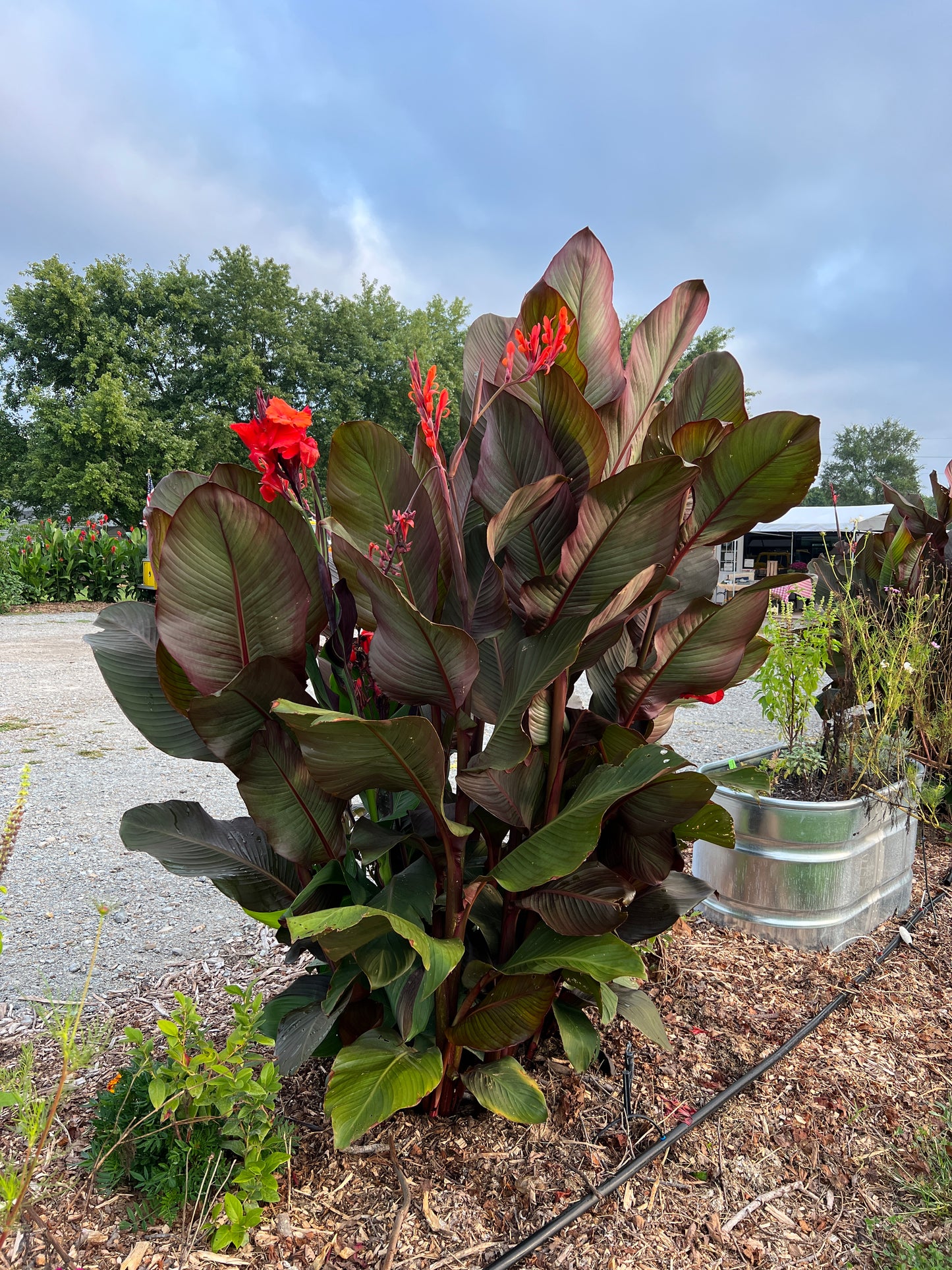 Purple Canna lily