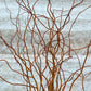 Curly Yellow Willow