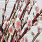 Showy Catkin Floral Mega Willow