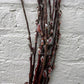 Salix Gracilistyla "Mt. Aso"