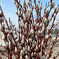 Winter Glory Willow