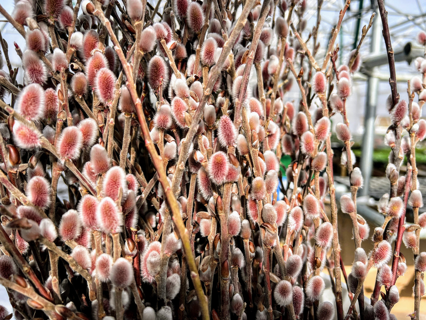 Salix Gracilistyla "Mt. Aso"