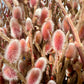 Salix Gracilistyla "Mt. Aso"