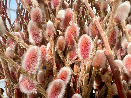 Salix Gracilistyla "Mt. Aso"