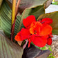 Purple Canna lily