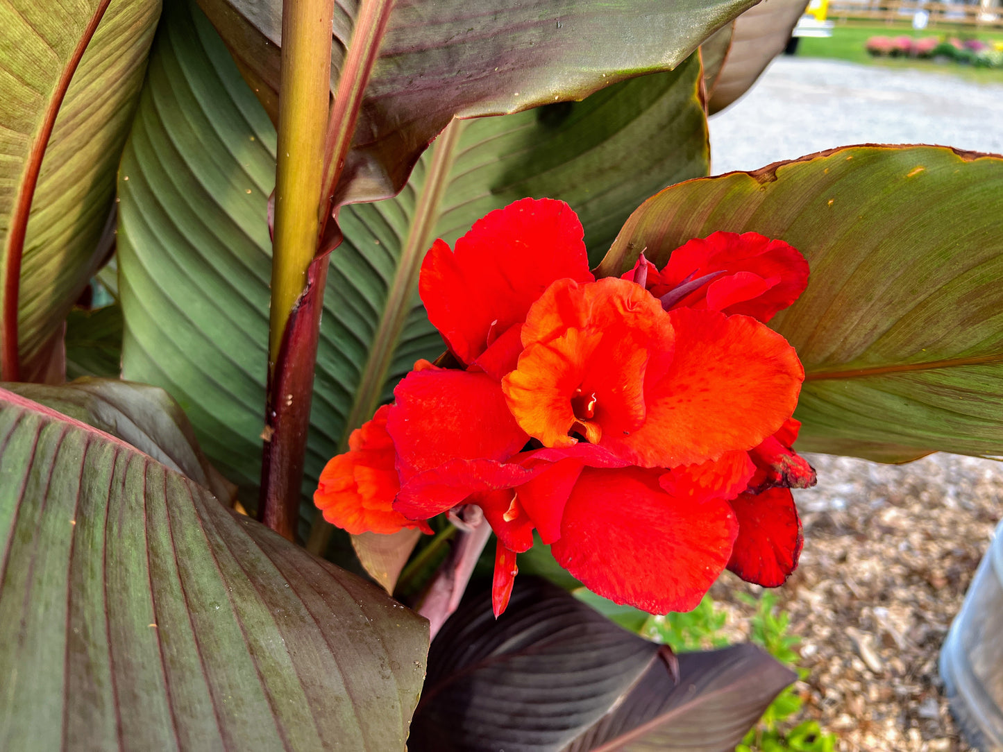 Purple Canna lily