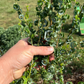 Ram's Horn Willow Salix babylonica 'Crispa'