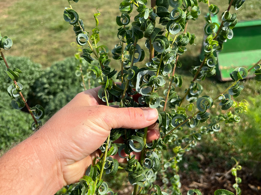 Ram's Horn Willow Salix babylonica 'Crispa'