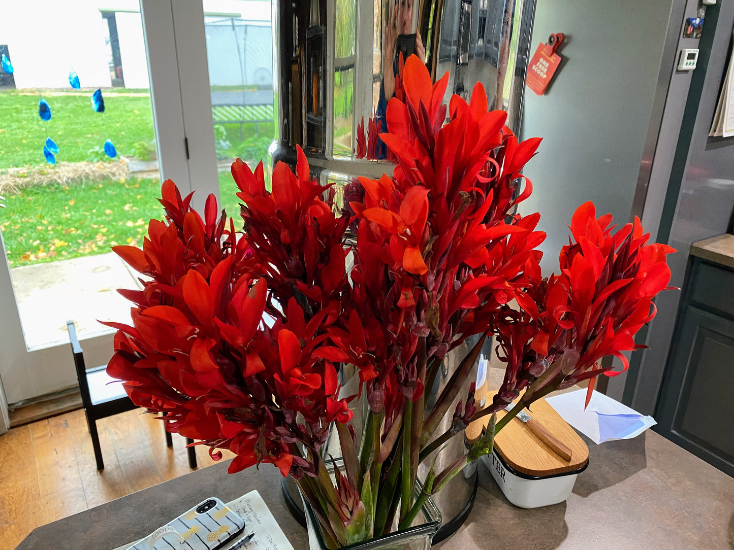 Red Canna lily