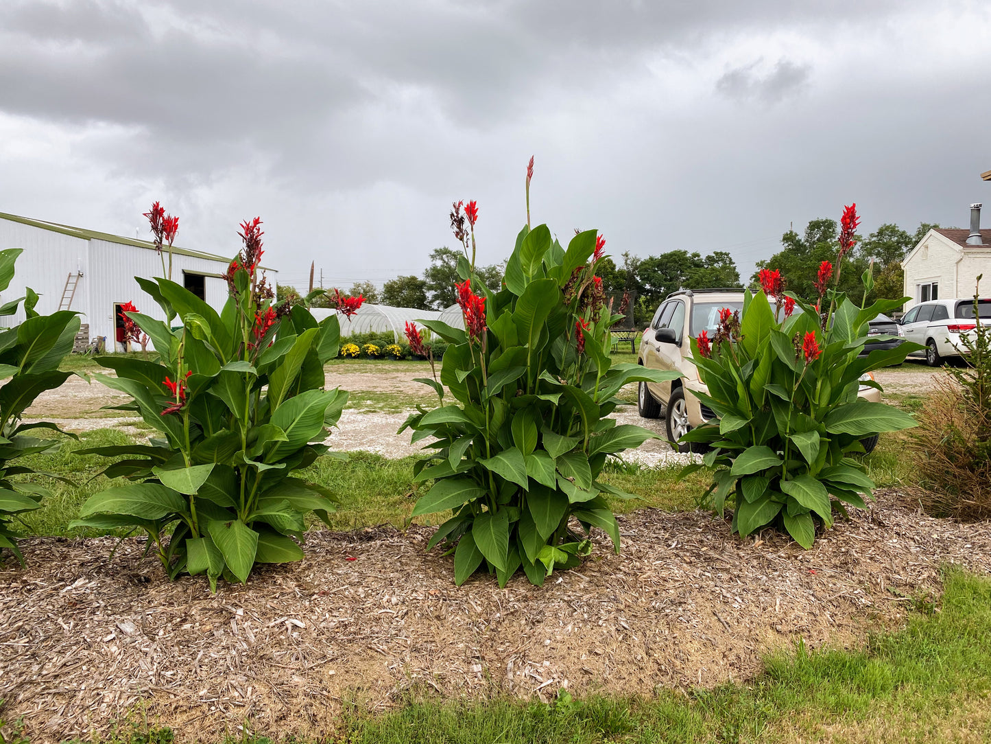 Red Canna lily