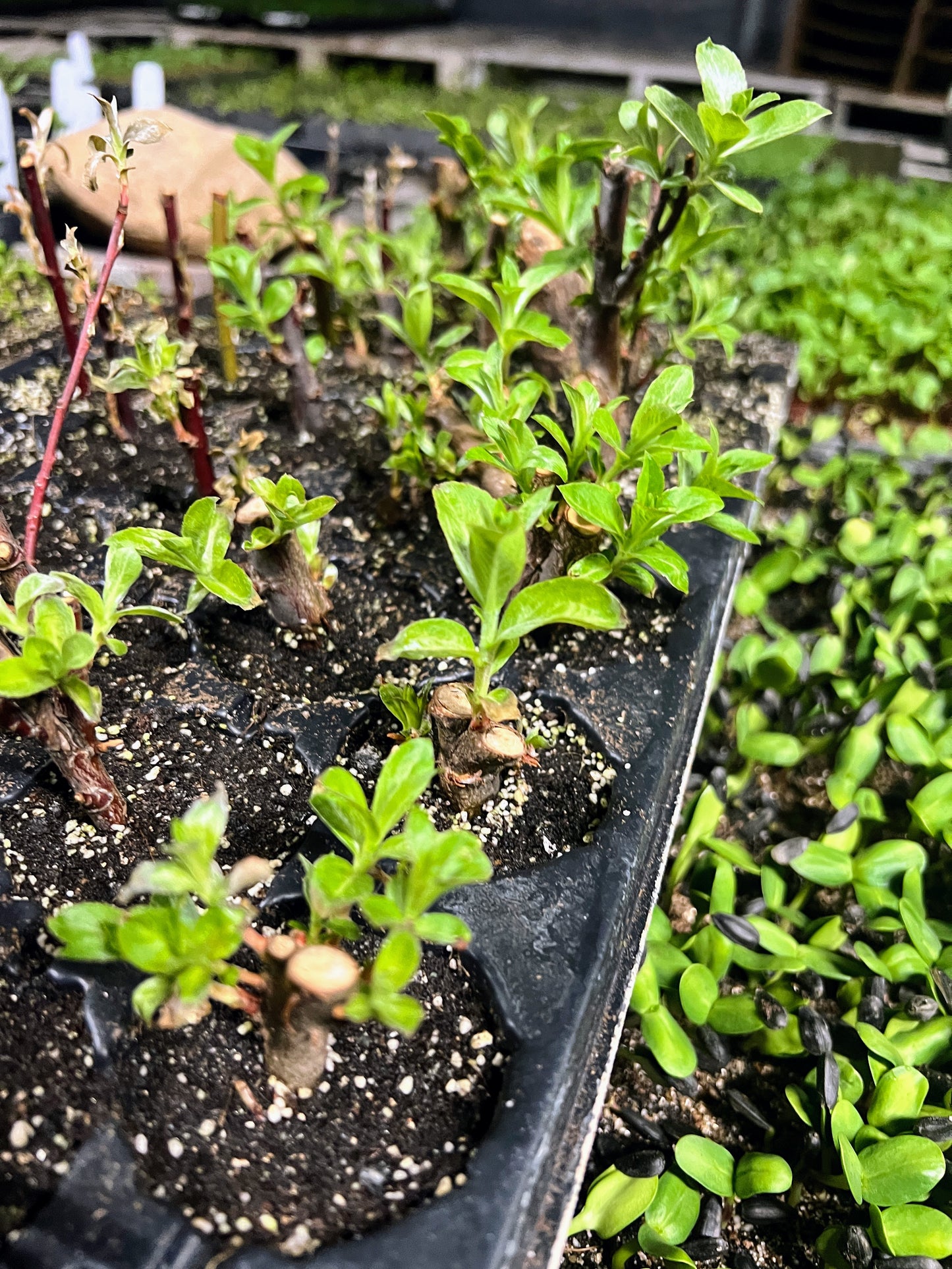 Salix Gracilistyla "Mt. Aso"