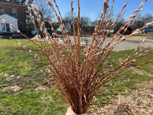 Willows for Pollinators Mix - 20 Count