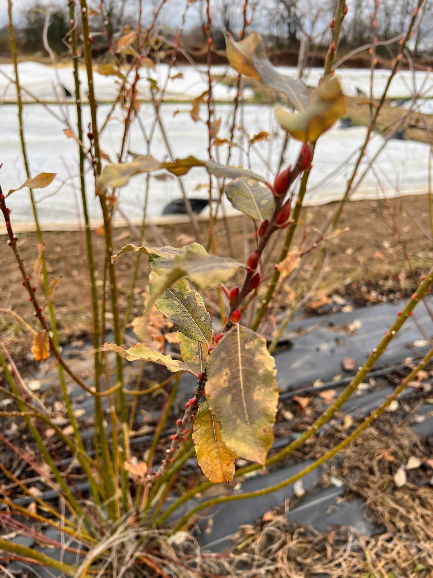 Willow For Streambanks and Biomass