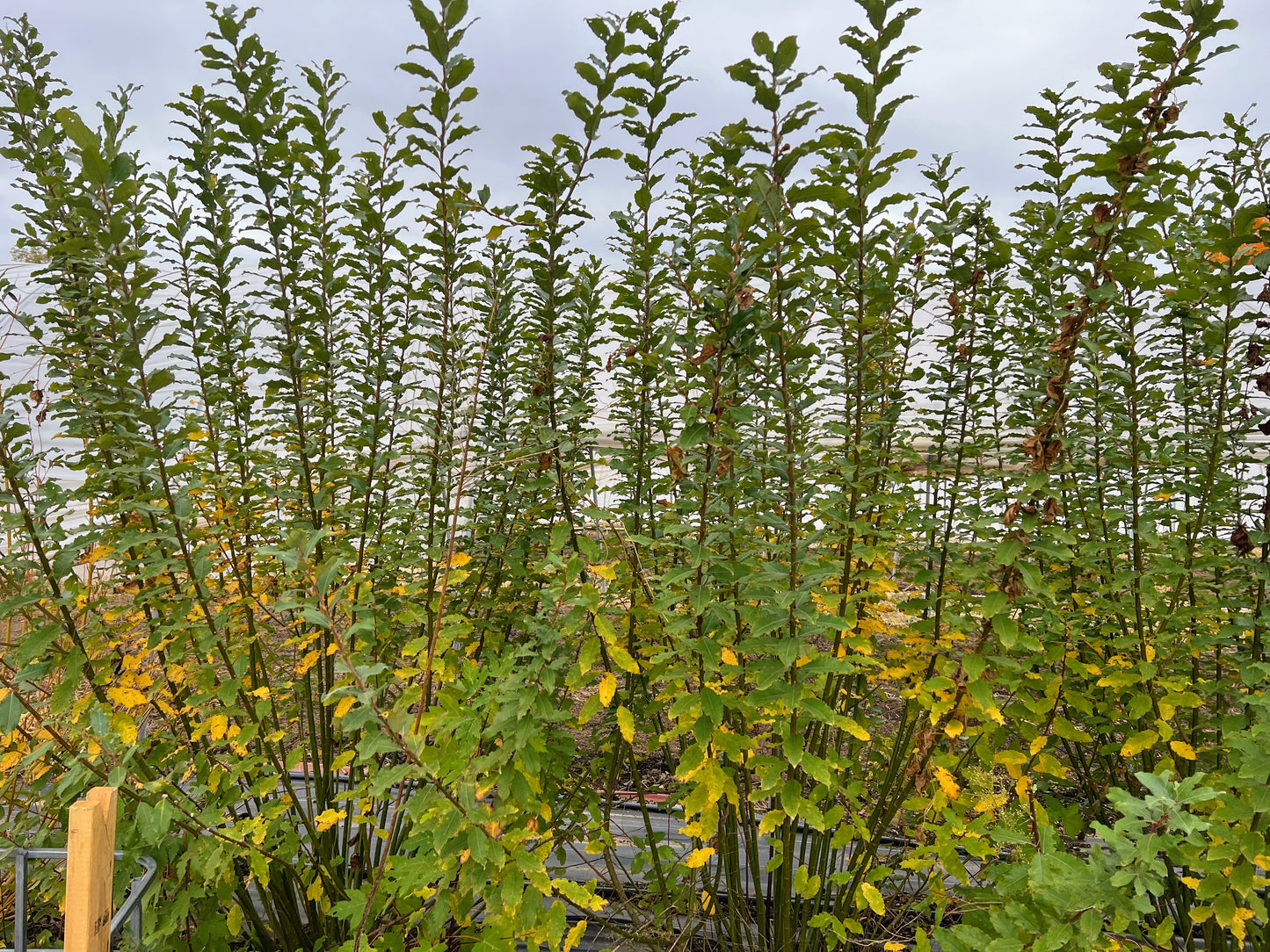 Willow For Streambanks and Biomass