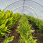 Ginger Plants ~ Free Shipping