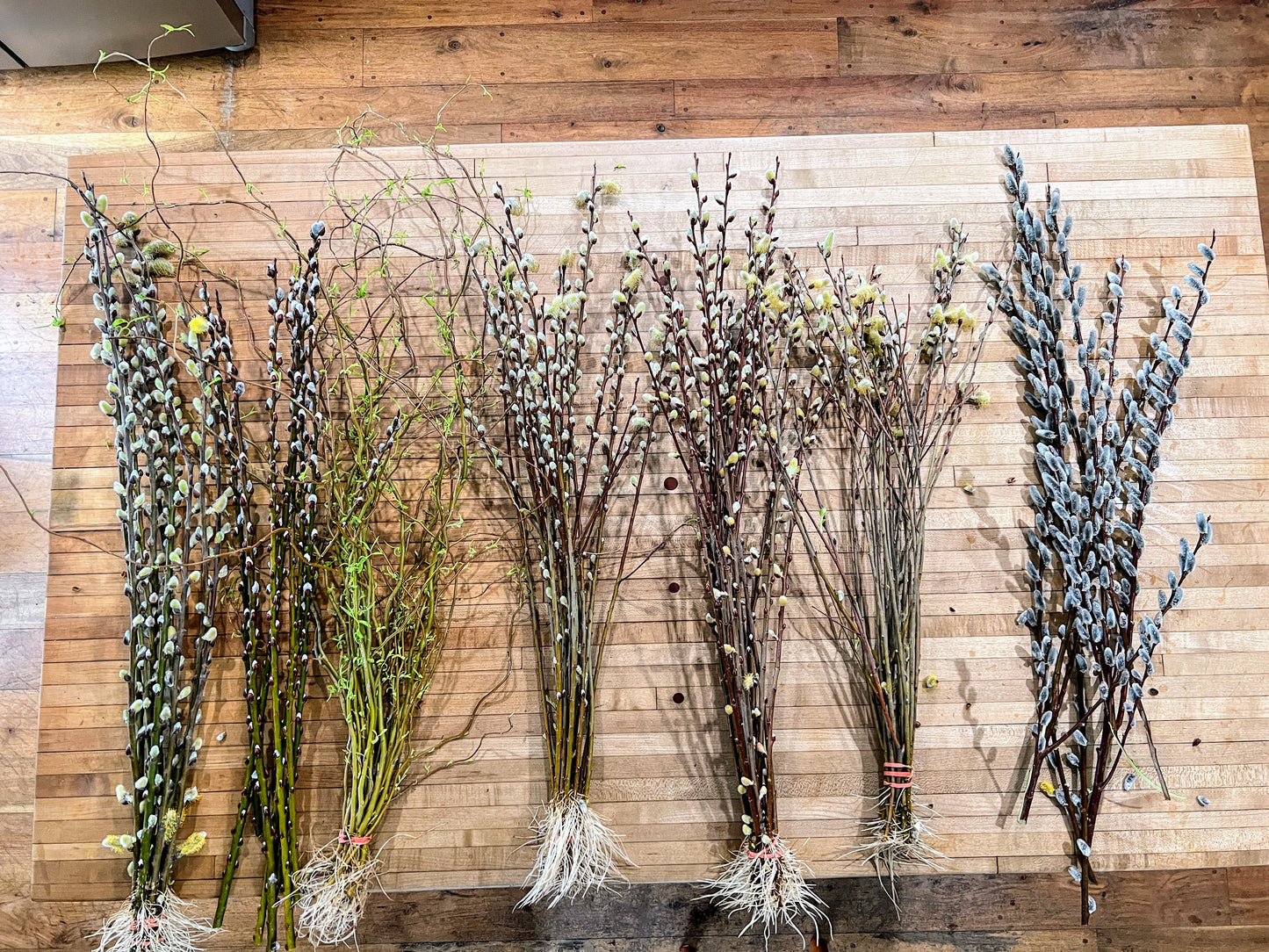 Showy Catkin Floral Mega Willow