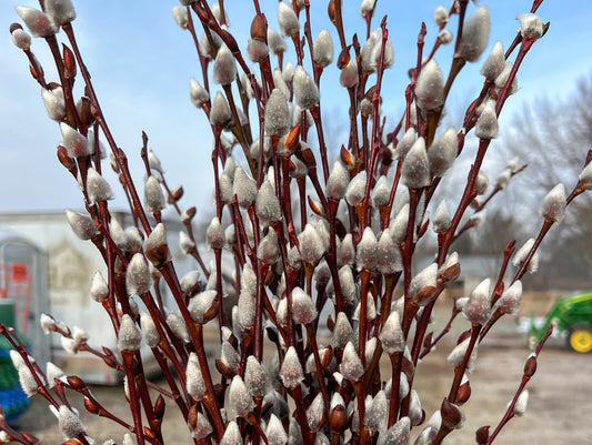 Showy Willow Mix