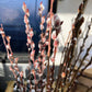 Winter Glory Willow