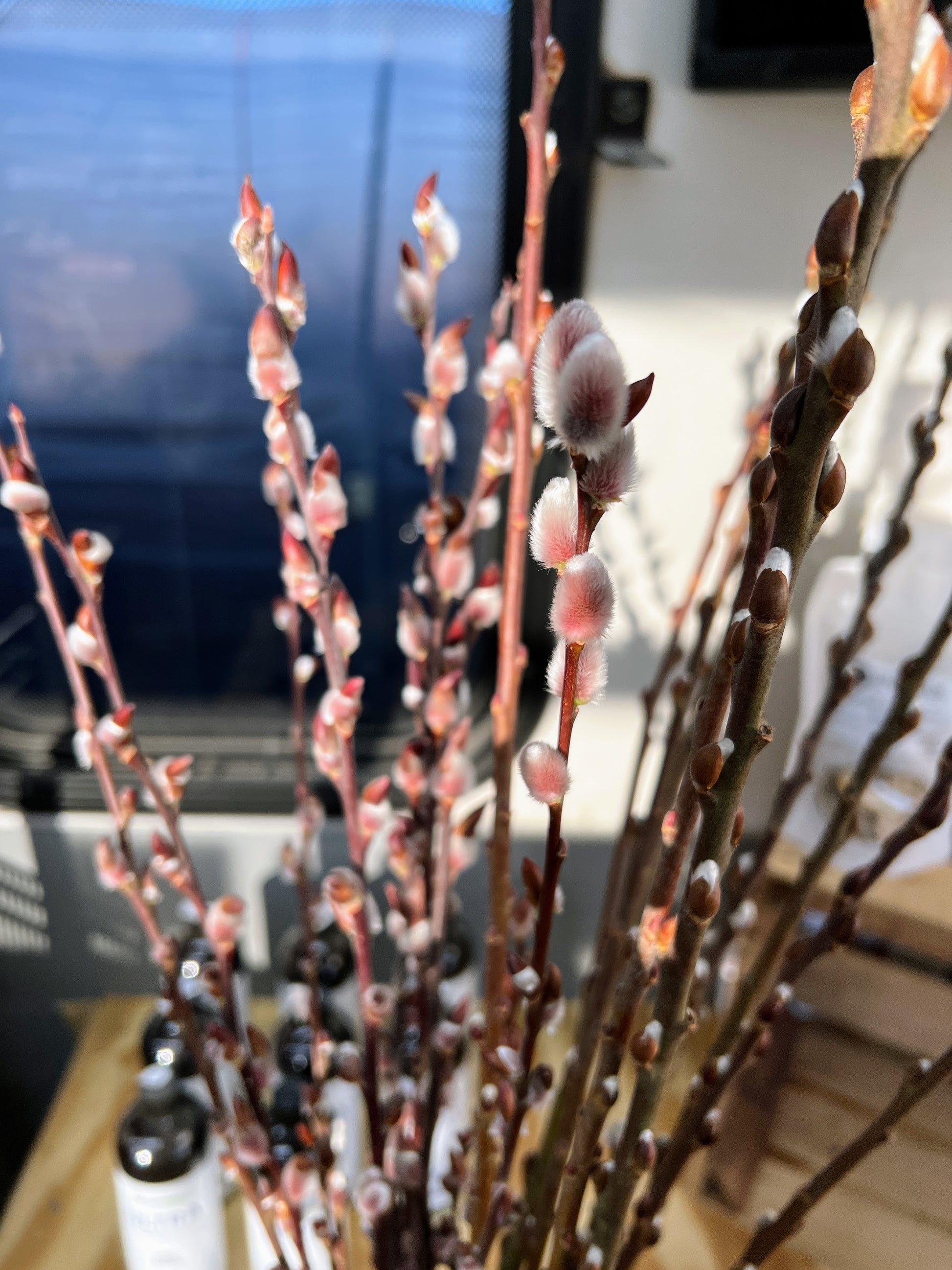 snow willow indoor plant Winter Glory Willow – The Farm On Central